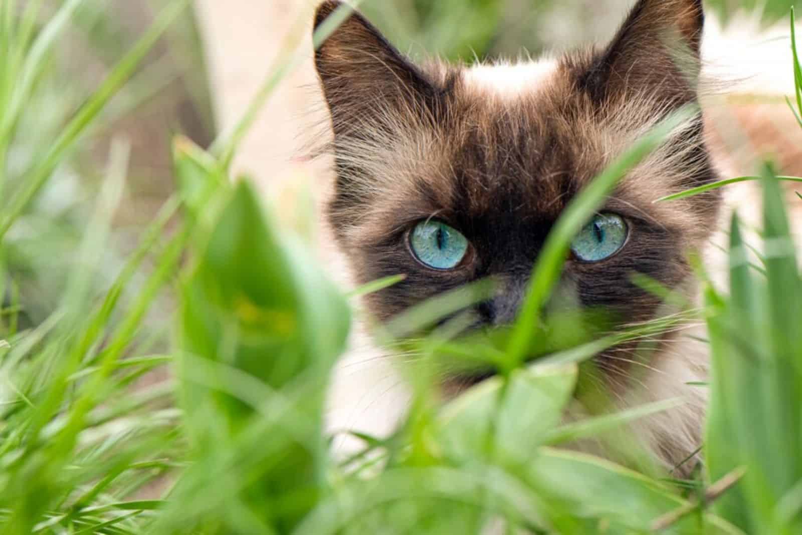 beautiful ragamese cat in the grass