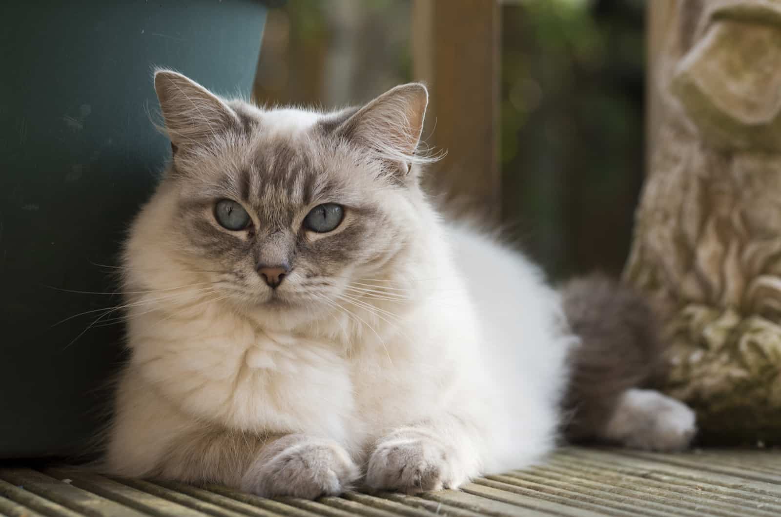 beautiful ragdoll cat