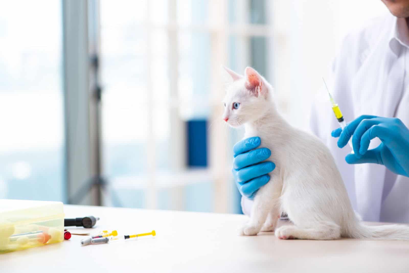 beautiful white cat on vaccination at the vet