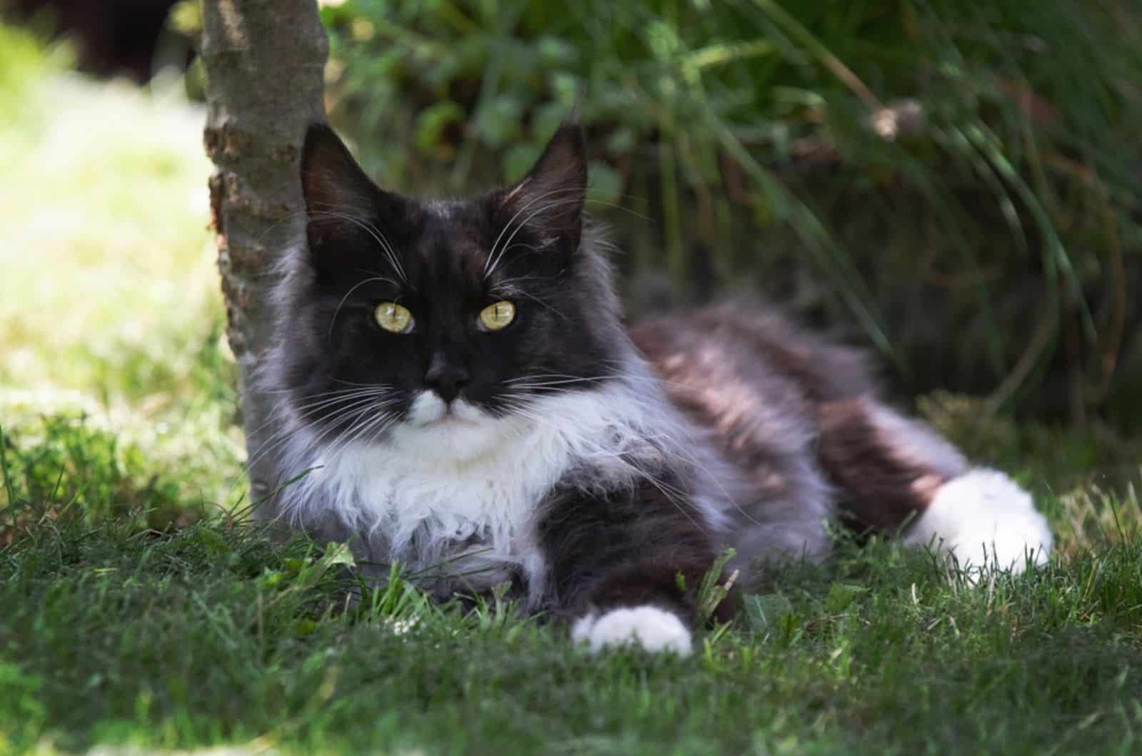 beautuful main coon cat outside