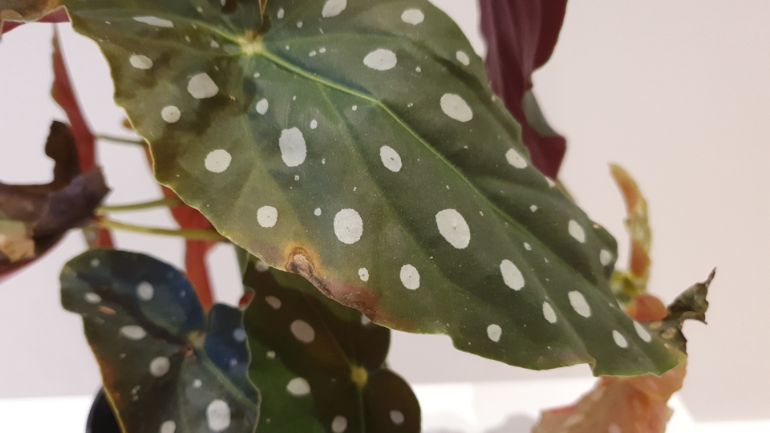 begonia leaves turning brown