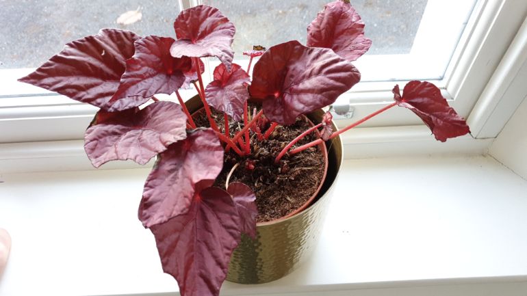 begonia leaves turning brown due to disease