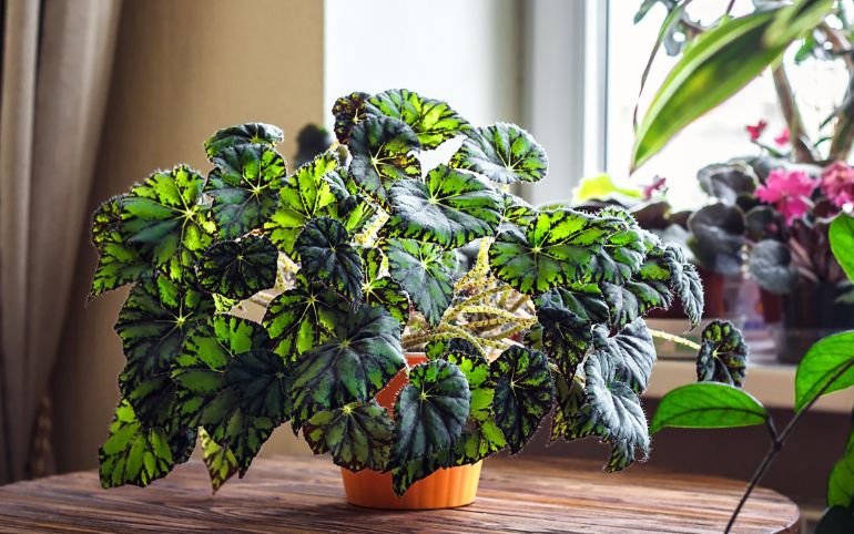 large begonia houseplant