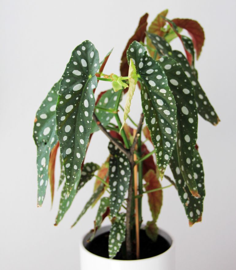 begonia leaves turning brown