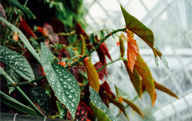 begonia maculata care