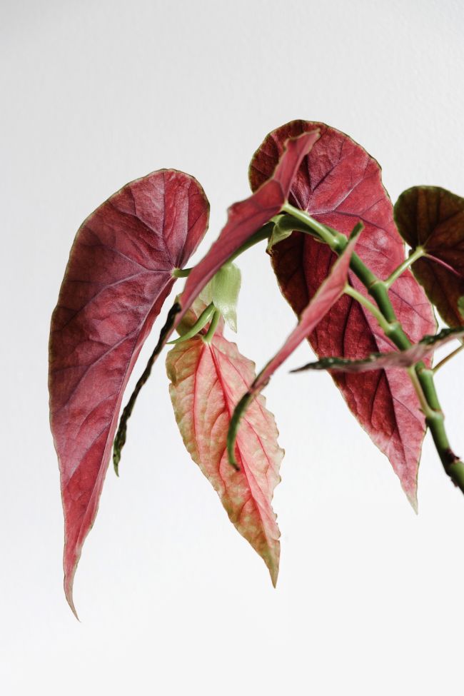 polka dot begonia red leaf undersides