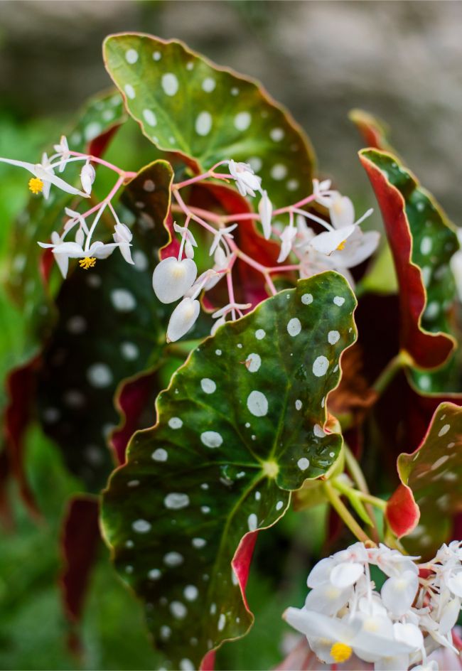 begonia maculata flowers