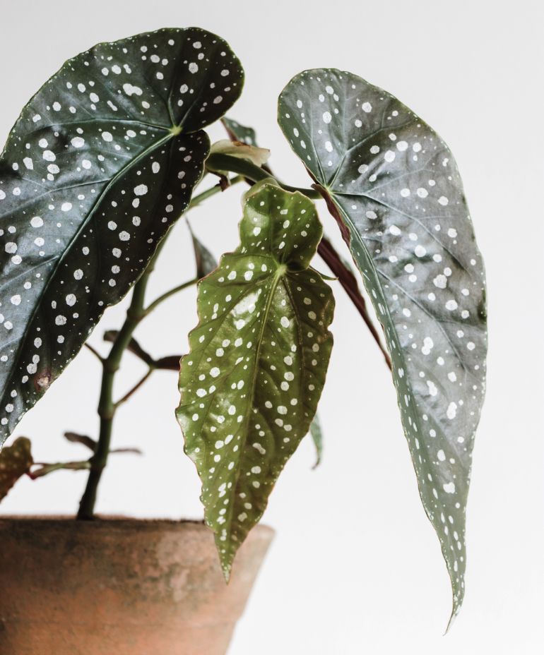 begonia maculata preventing wilting through choice of pot