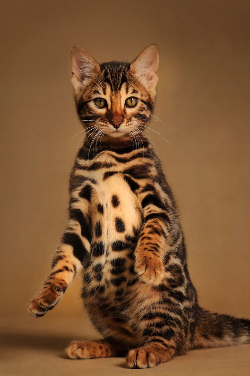 bengal kitten standing