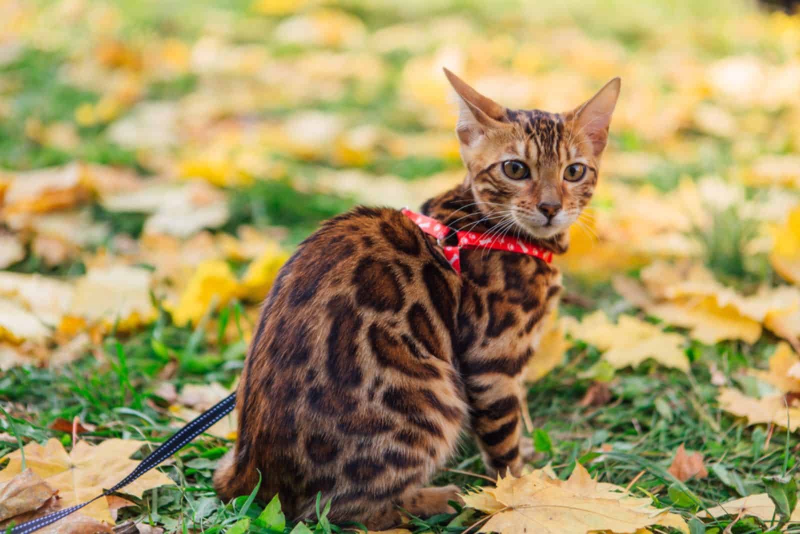 bengal kitty walking on the fallen yellow maple leaves