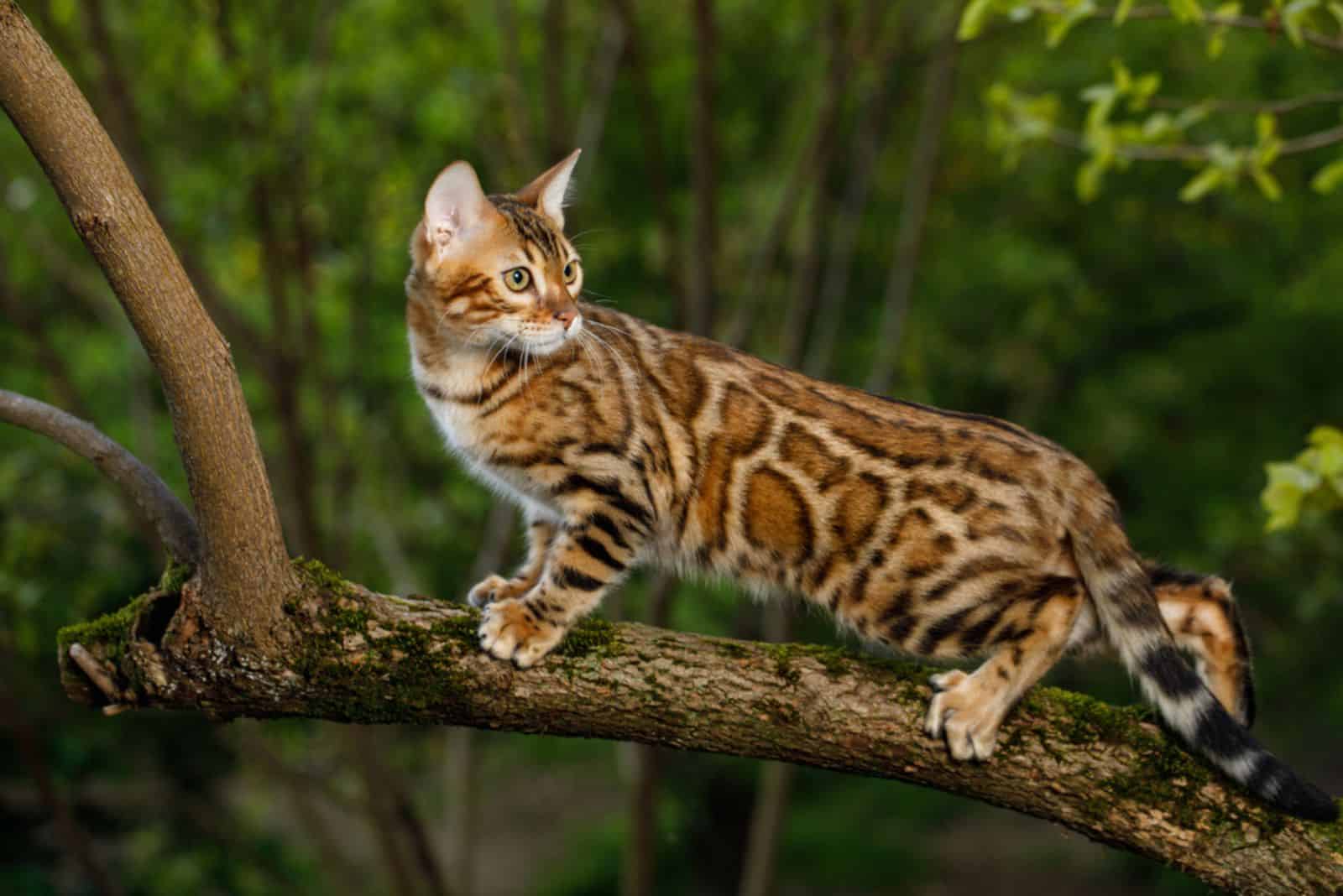 bengal sword climbs a tree