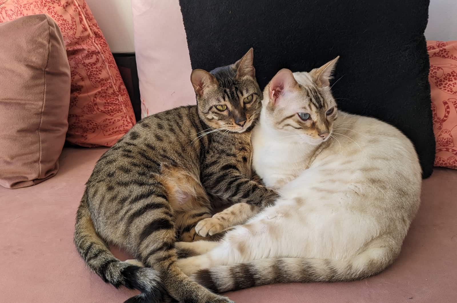 bengal tabby cats curled up on the sofa