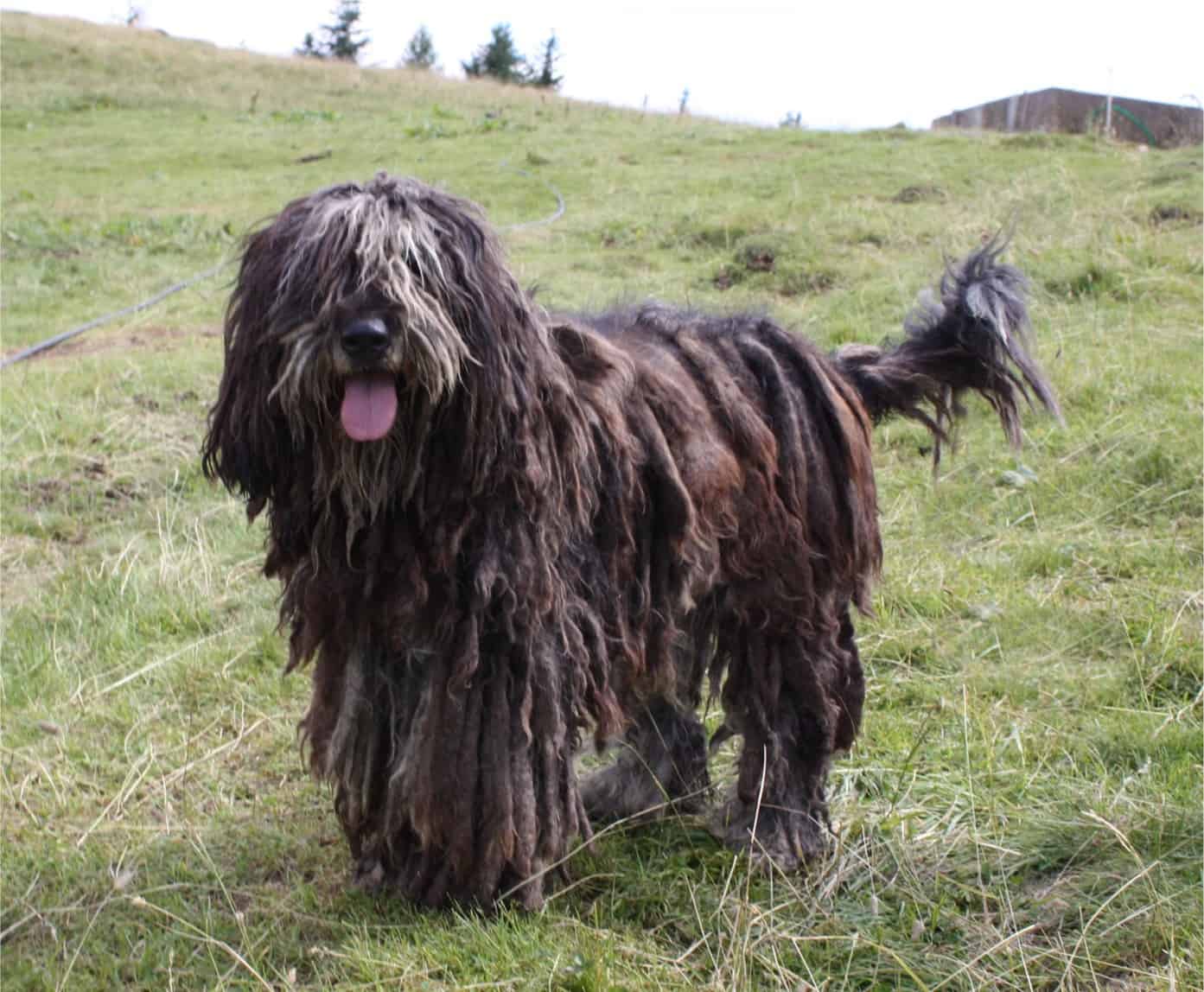 Bergamasco dog standing in a field