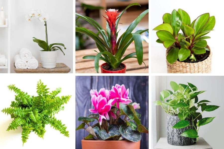 best bathroom plants