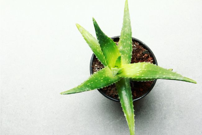 aloe vera best bathroom plants