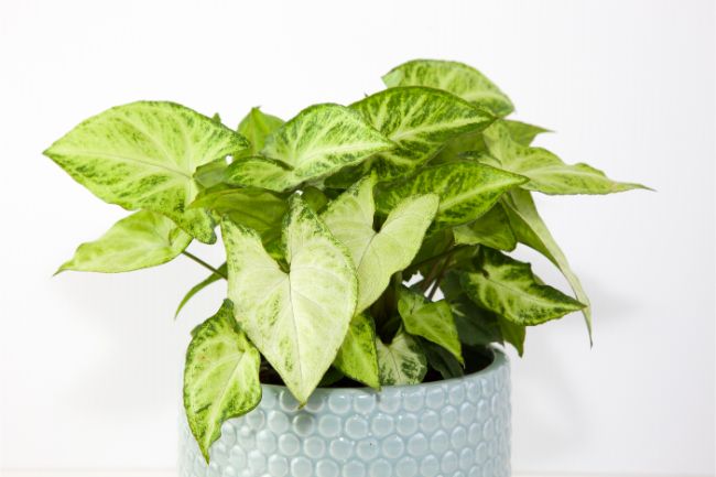 arrowhead plant