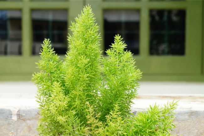 asparagus fern