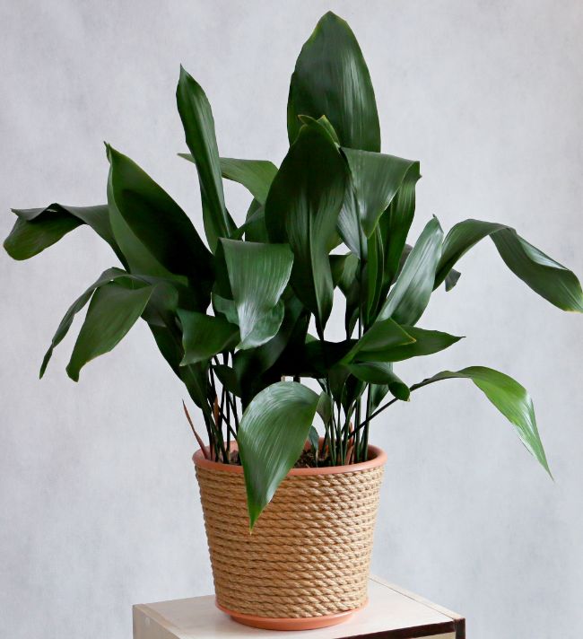 cast iron plant aspidistra elatior