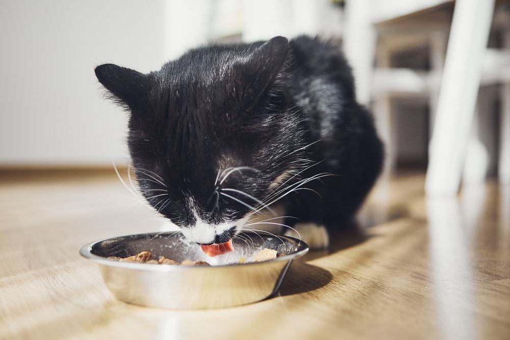 best cat food for picky eaters