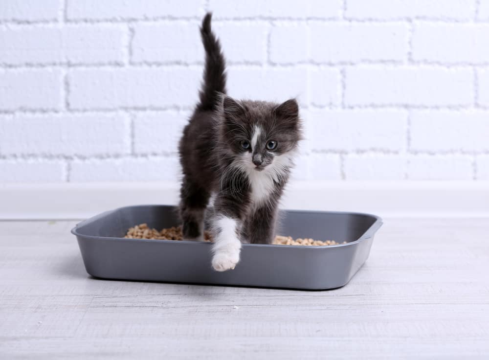 best cat food for smelly poop