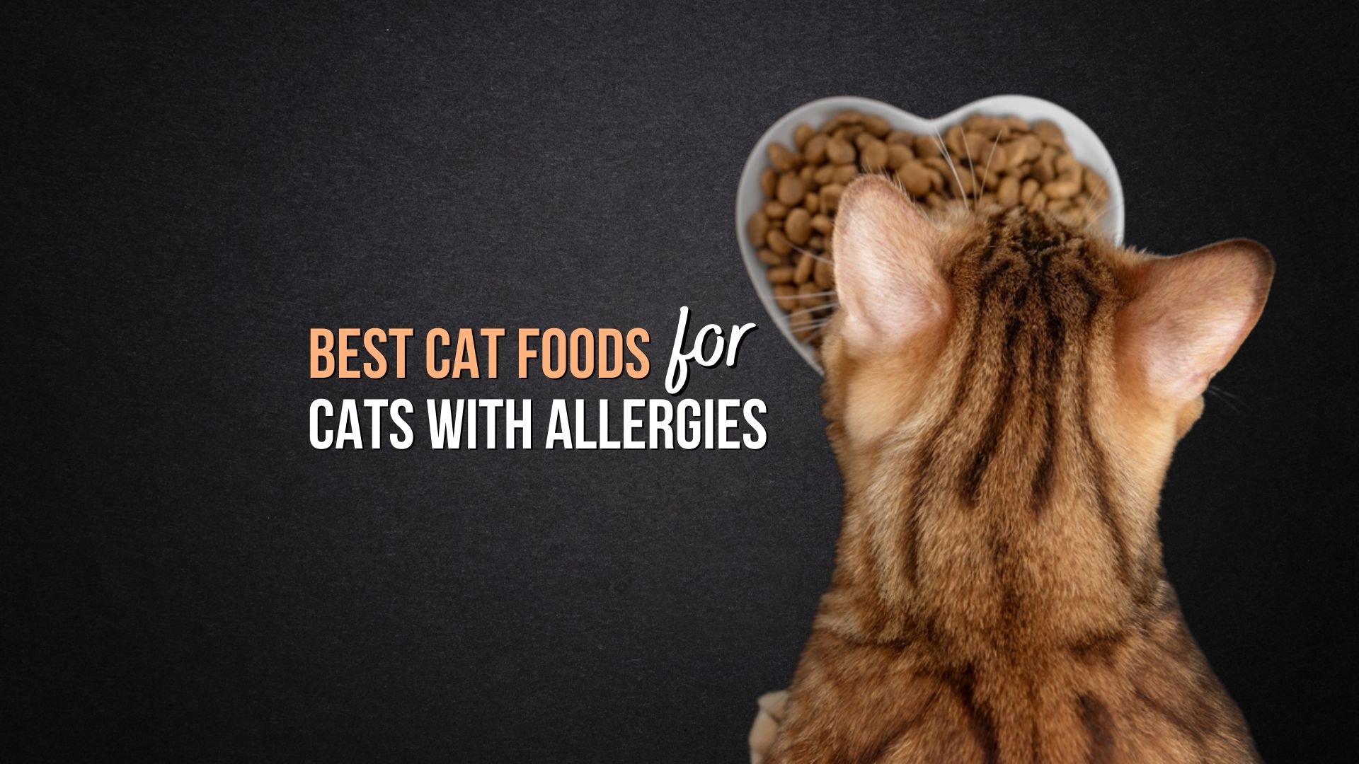 a cat eating cat food for cats with allergies