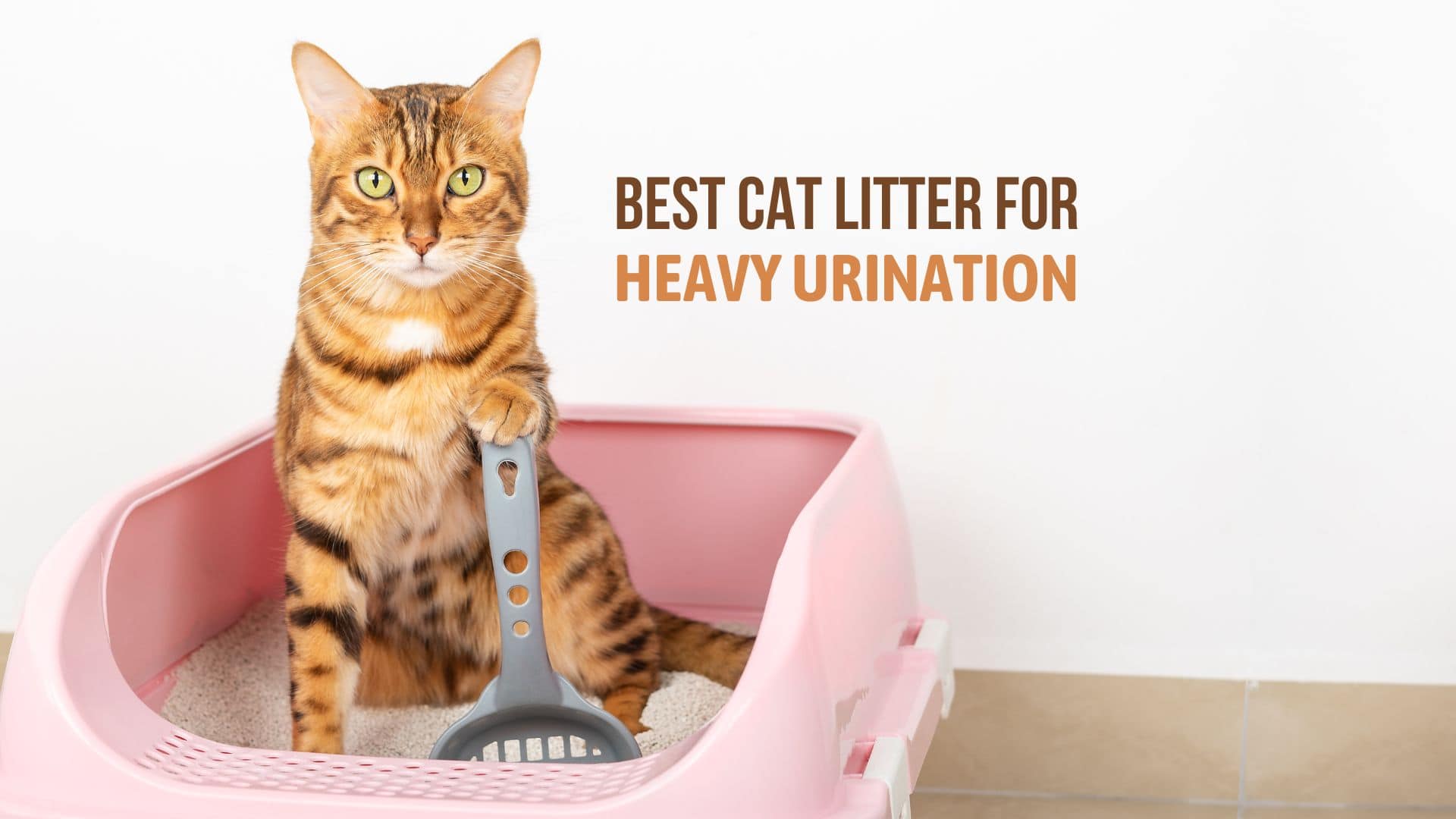 a cat sitting in a litter for heavy urination