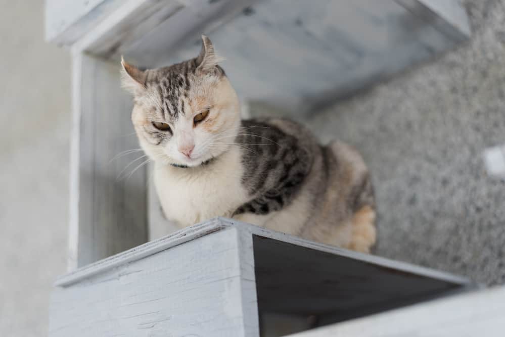 best cat tree without carpet