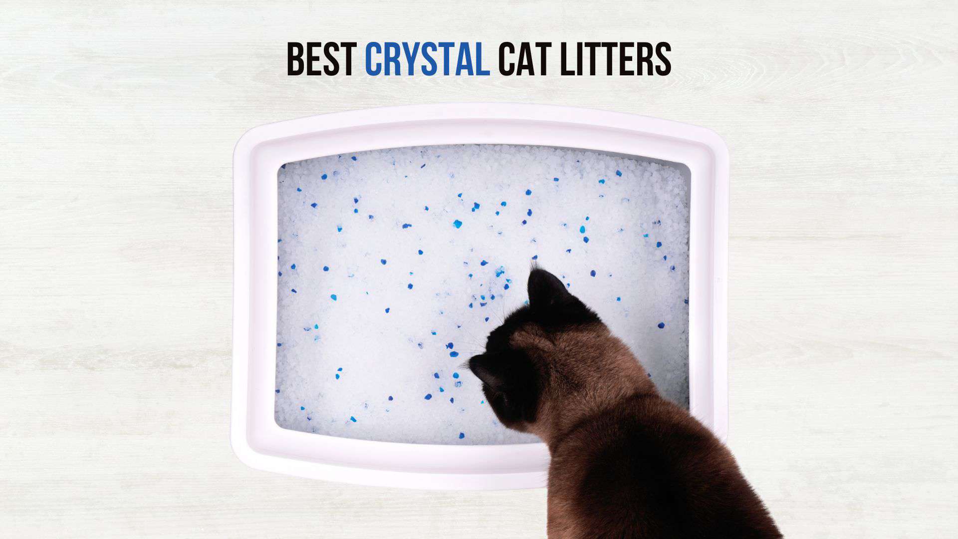 cat sitting by the best crystal cat litter