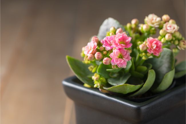 best indoor plants for hot rooms kalanchoe blossfeldiana