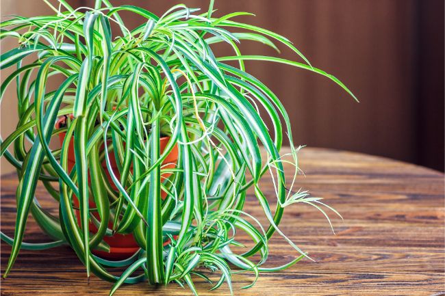 spider plant chlorophytum comosum