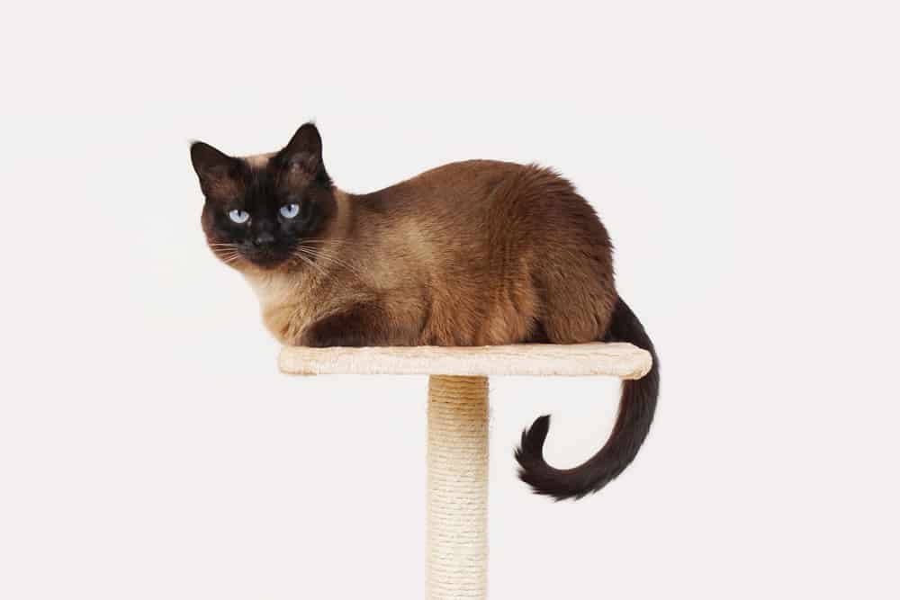 best priced cat tree with free shipping