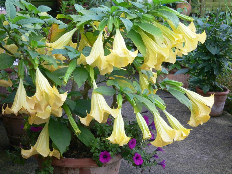 best smelling indoor plants angel trumpet