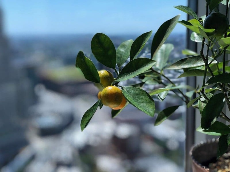 best smelling indoor plants citrus orange tree