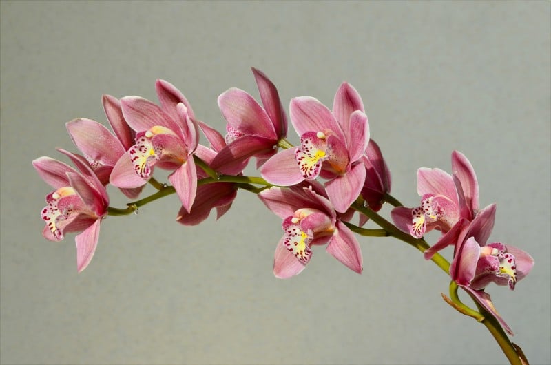 best smelling indoor plants cymbidium orchid