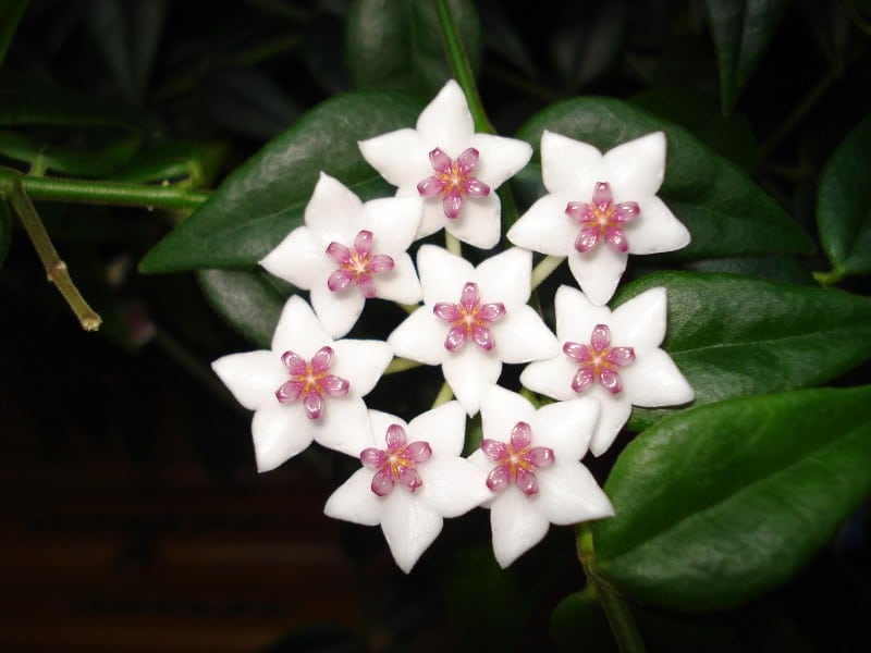 best smelling indoor plants hoya carnosa