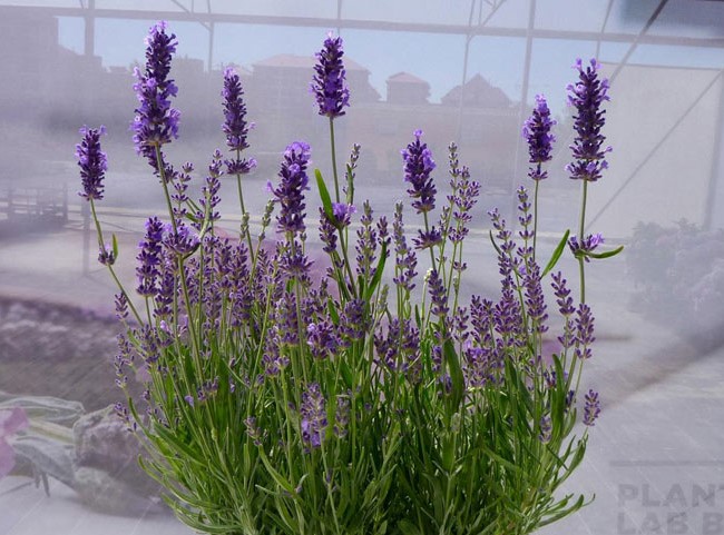 best smelling indoor plants lavender