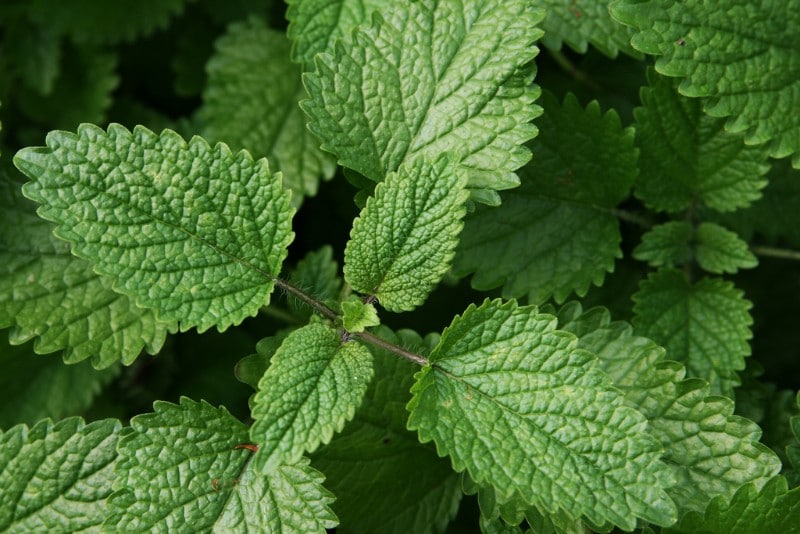 best smelling indoor plants lemon balm