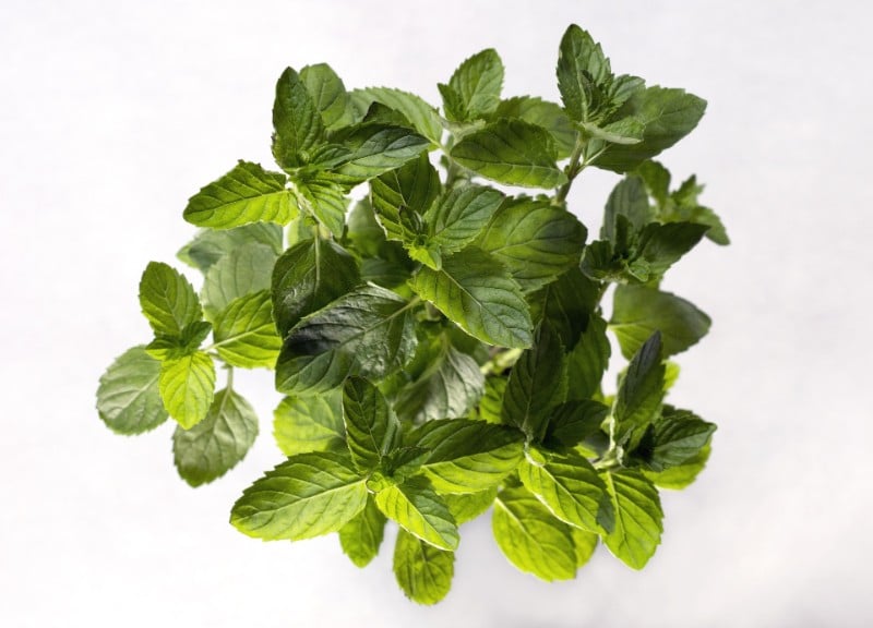 best smelling indoor plants mint