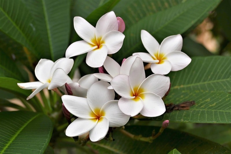 best smelling indoor plants plumeria