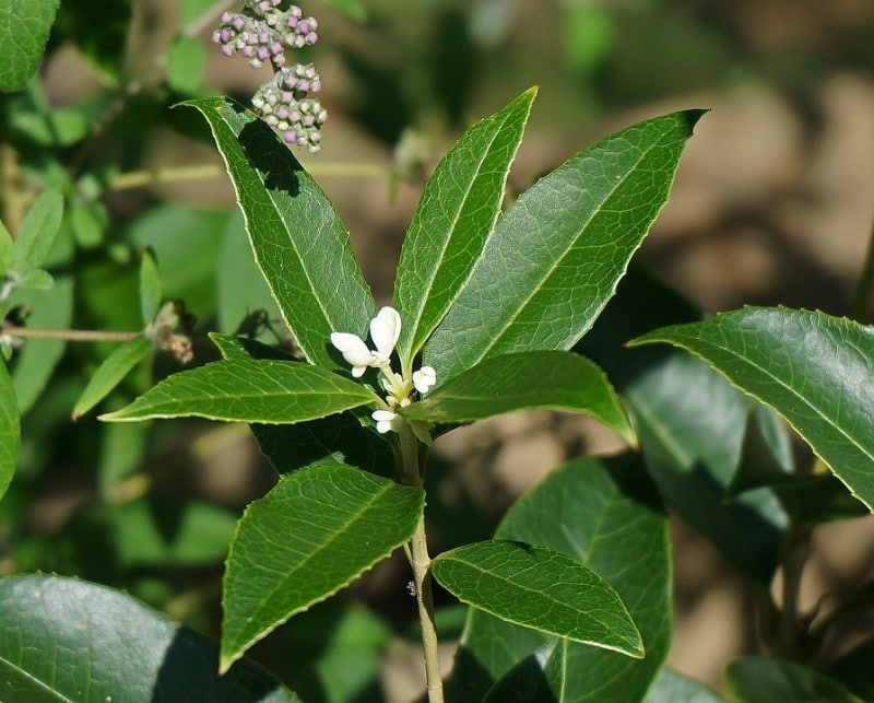 best smelling indoor plants sweet olive