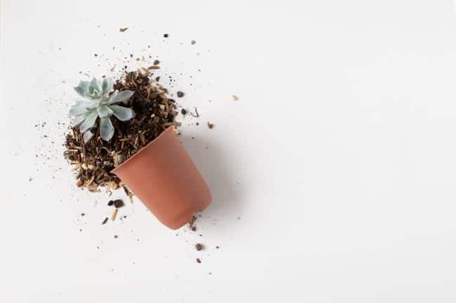 best soil for indoor succulents