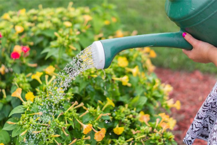 best time to water plants