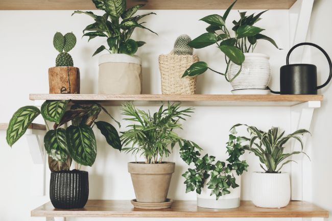 best water for houseplants