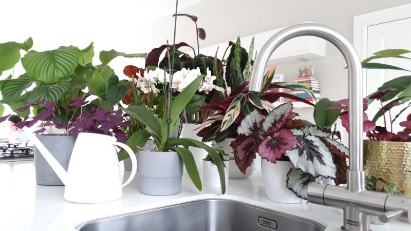 best water for houseplants