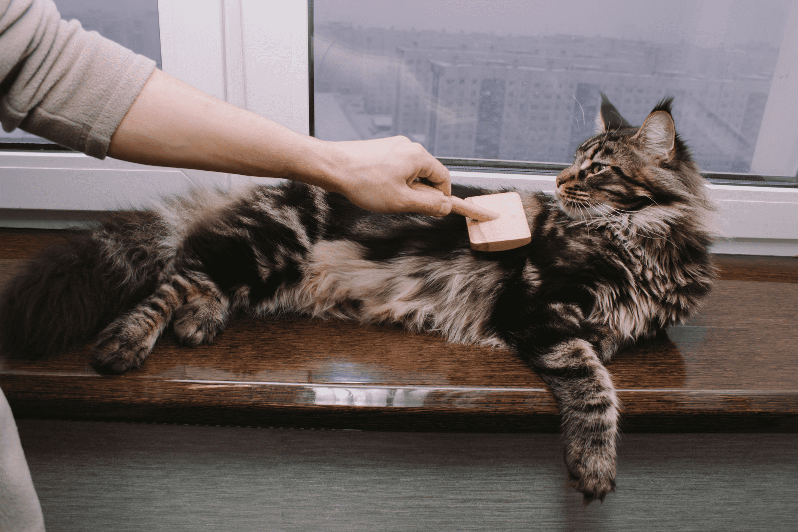 black Maine Coons dog lying dog woman combing him