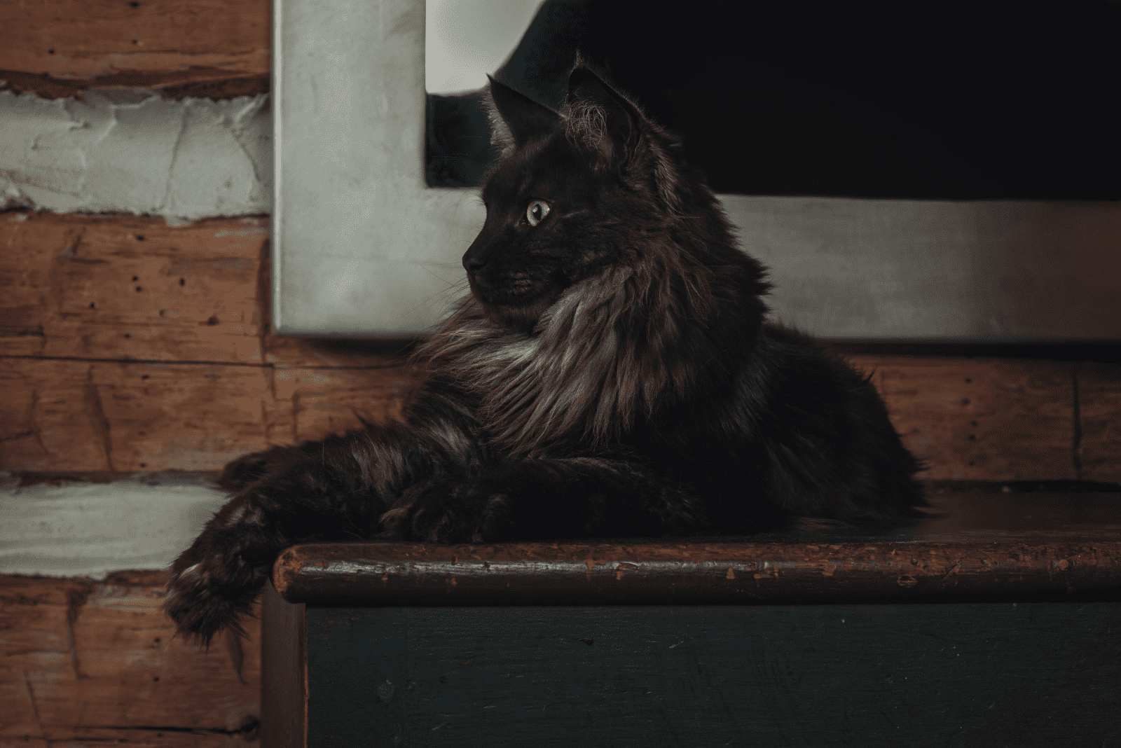 black Maine Coons lies on a wooden base