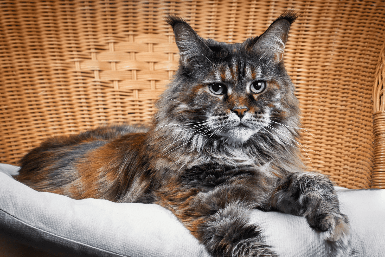 black Maine Coons lying on a wicker chair