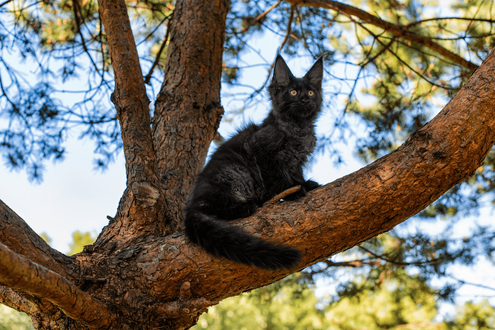 black Maine Coons sitting on a tree