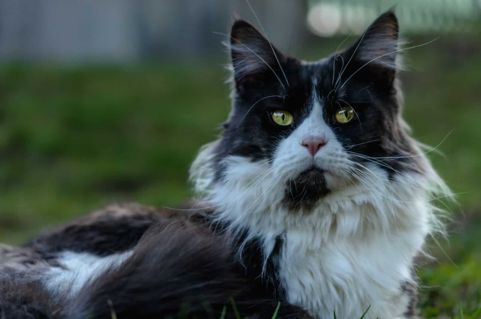 black and white Main Coon cat lies in the grass in the garden