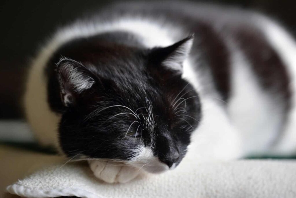 black and white cat sleeps